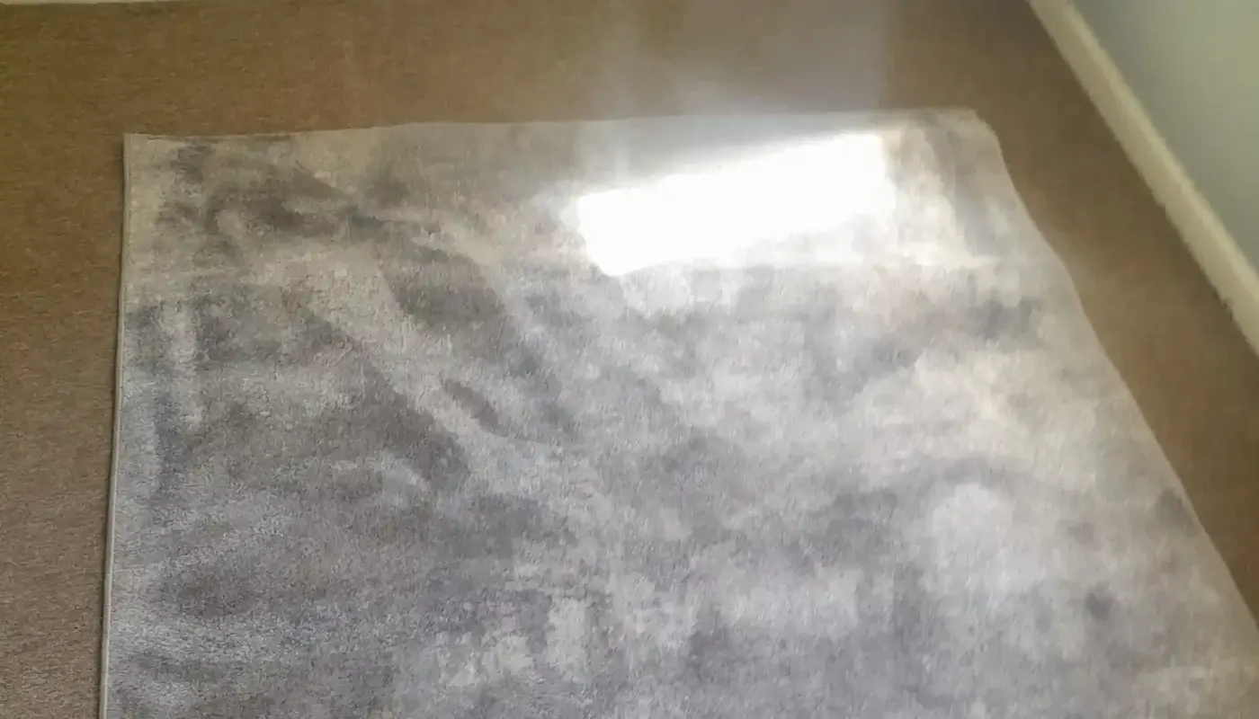 Professional carpet cleaning in a living room