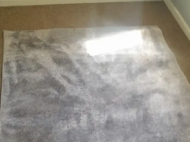 Professional carpet cleaning in a living room